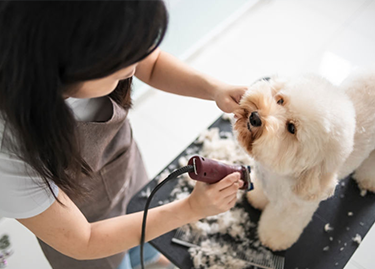 Grooming - Best In Show - Best Pet Food For Your Pet