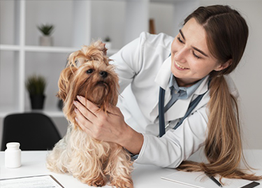 Vitamin - Best In Show - Best Pet Food For Your Pet