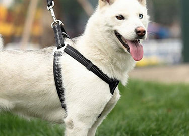 Dog | Product - Pet Bowl -  - Product Category  - Best In Show - Best Pet Food For Your Pet